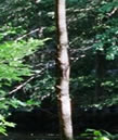 west street trail along the quinebaug river southbridge mass
