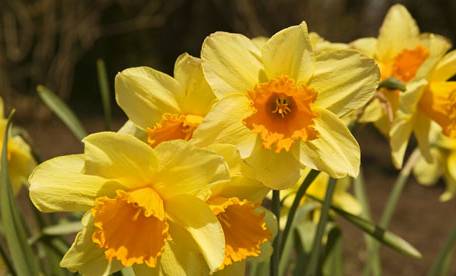spring flowers in the courtyard of Vienna Restaurant and Inn