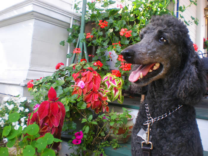 skeeter our dog at the Vienna Restaurant and Inn